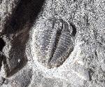 Olenus truncatus (BRNNICH 1871) - Bild © FossNet FossilienStore